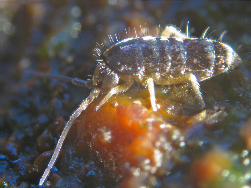 Collembola  Arthropleona